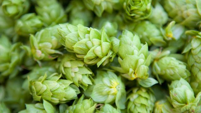 Türkiye'de çöpe gidiyor Avrupa'da 53 bine satılıyor! Dünyanın en pahalı sebzesi