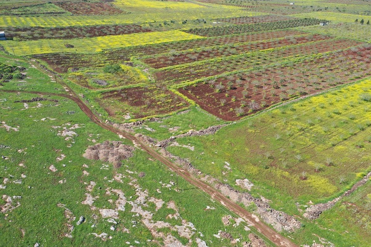Bu il&ccedil;e d&uuml;nya g&uuml;ndeminde! &ldquo;Ne kadar s&uuml;rerse s&uuml;rs&uuml;n&rdquo; dediler, Japonya ve &Ccedil;in den geldiler 3