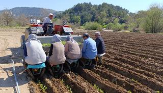 Selendi'de tarım iş&ccedil;isi yevmiyesi belli oldu