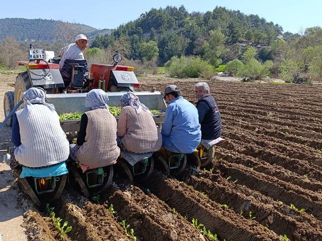 Selendi'de tarım iş&ccedil;isi yevmiyesi belli oldu