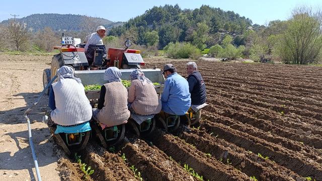 Selendi'de tarım işçisi yevmiyesi belli oldu