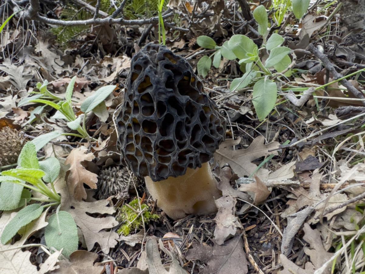  Kara elmas  kendini g&ouml;sterdi! Hem lezzetli hem de demir deposu 3