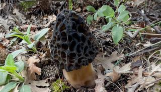 'Kara elmas' kendini g&ouml;sterdi! Hem lezzetli hem de demir deposu