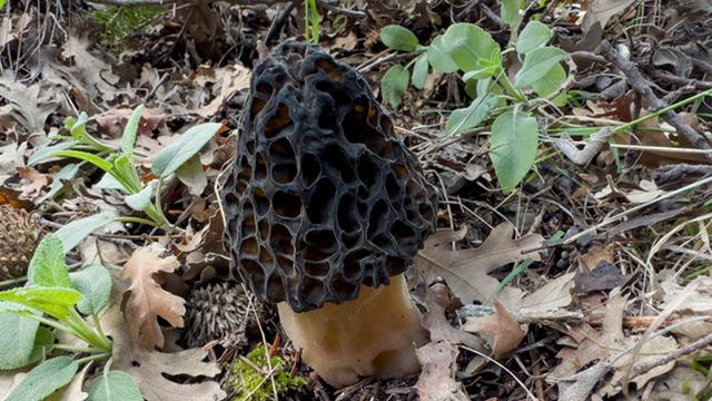 'Kara elmas' kendini gösterdi! Hem lezzetli hem de demir deposu