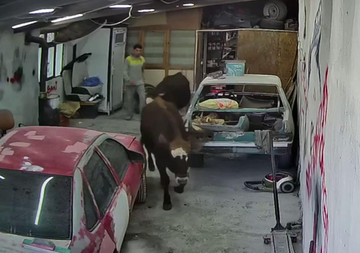 Oto tamirciye beklenmedik ziyaret: Danalar bastı! "Nazik&ccedil;e geldiler, gittiler" 1