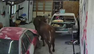 Oto tamirciyi danalar bastı! "Nazik&ccedil;e geldiler, gittiler"