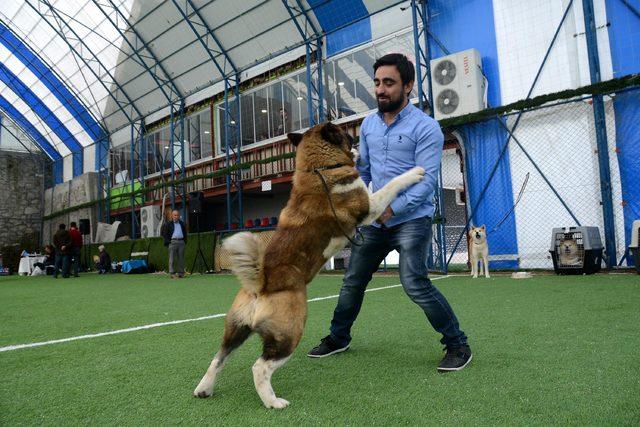 Trabzon'da 'Uluslararası Köpek Irkları Standartları Yarışması'