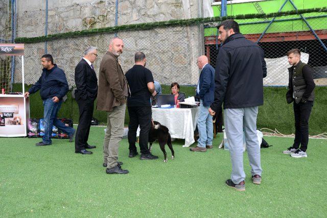 Trabzon'da 'Uluslararası Köpek Irkları Standartları Yarışması'