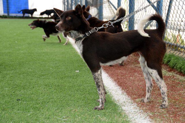 Trabzon'da 'Uluslararası Köpek Irkları Standartları Yarışması'