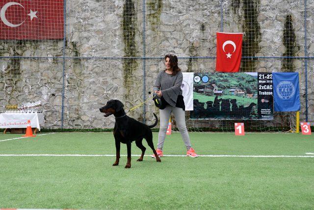 Trabzon'da 'Uluslararası Köpek Irkları Standartları Yarışması'