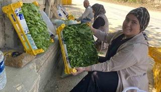 &Uuml;z&uuml;mden &ouml;nce yaprağı kazandırıyor