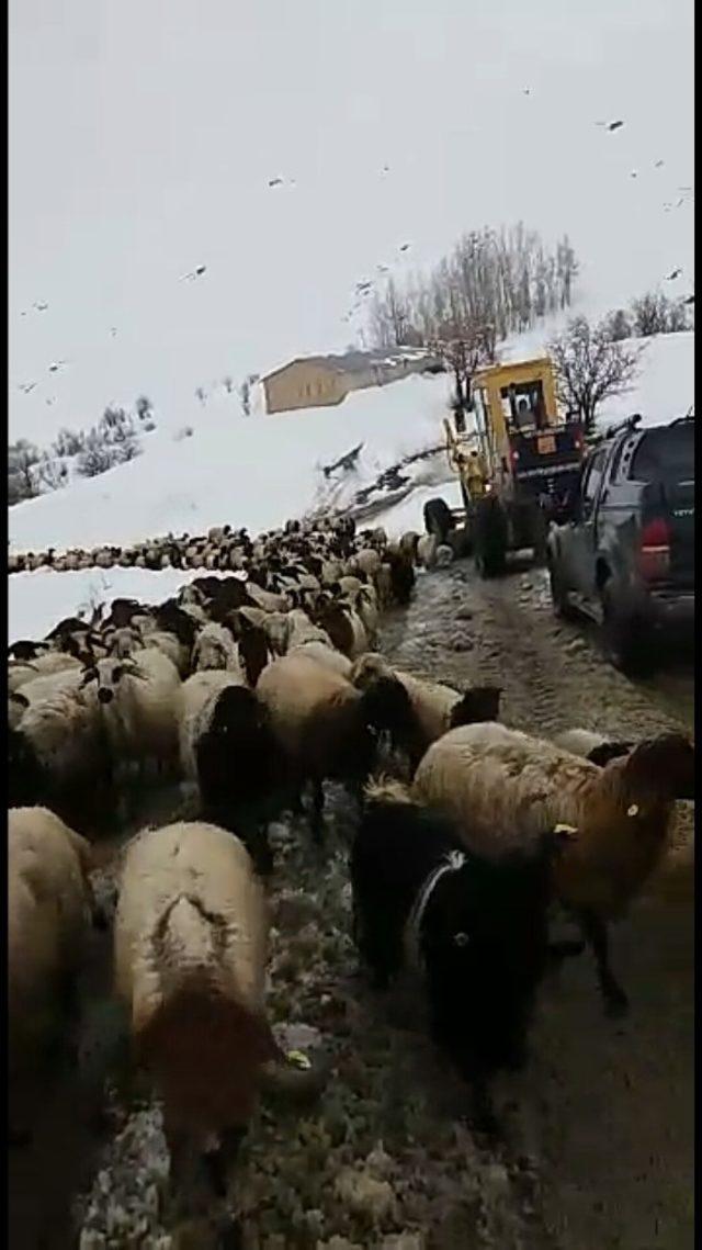 Dağda mahsur kalan 8 çoban ve 2 bin koyun kurtarıldı