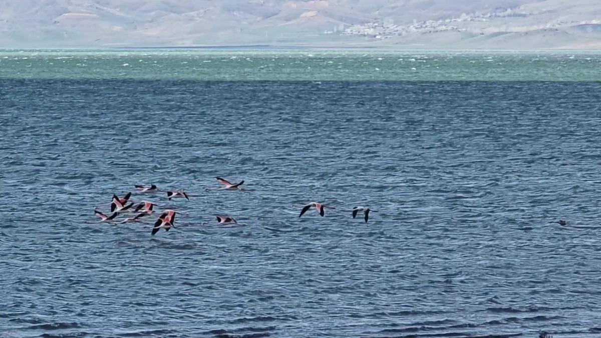 Allı turnalar g&ouml;ky&uuml;z&uuml;n&uuml; pembeye boyadı! Van da eşsiz manzara 1
