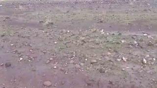 Iğdır’da sağanak ve dolu sonrası sel: Hayvanlar son anda kurtarıldı