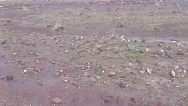 Iğdır’da sağanak ve dolu sonrası sel: Hayvanlar son anda kurtarıldı