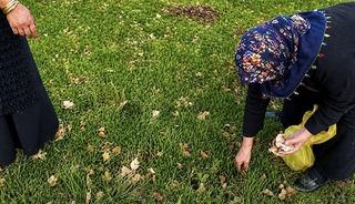 Ağrı&rsquo;da kadınlar bahar otlarını topluyor