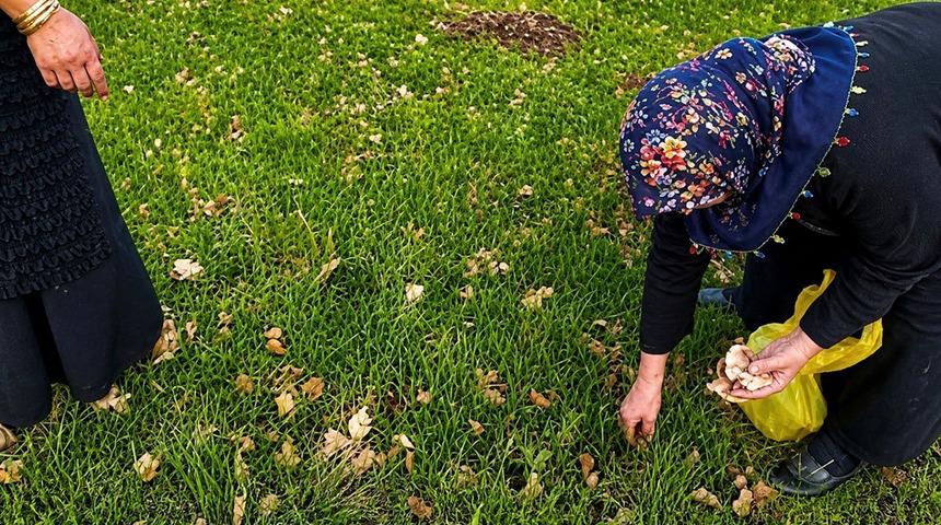 Kadınlar şifalı otları topluyor! Hem sofraya hem aile ekonomisine destek