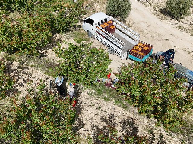 Mersin'de tescilli Mut kayısısında hasat mesaisi başladı