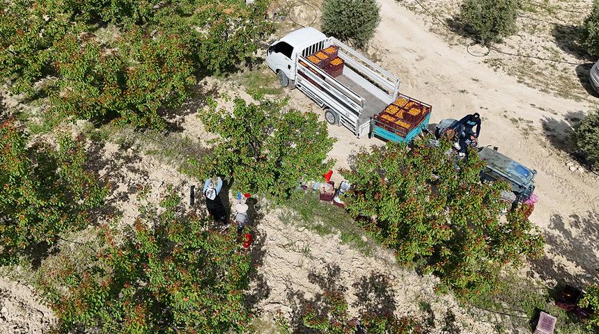 Mersin'de tescilli Mut kayısısında hasat mesaisi başladı