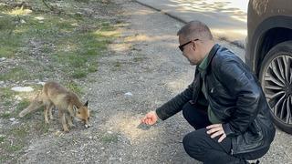 Aç kalan tilki araçları durdurdu! Sosyal medyada gündem oldu