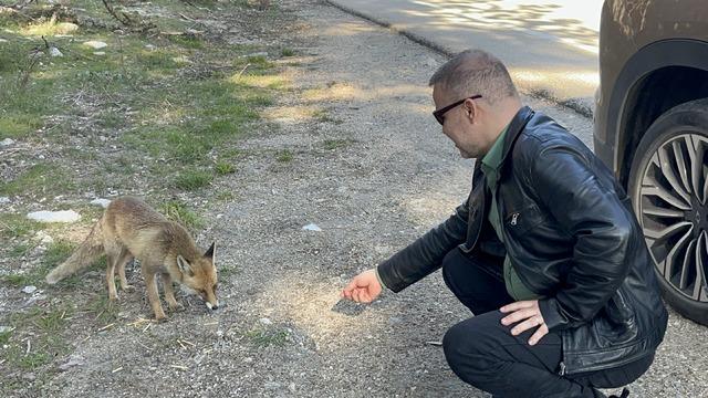 Aç kalan tilki araçları durdurdu! Sosyal medyada gündem oldu