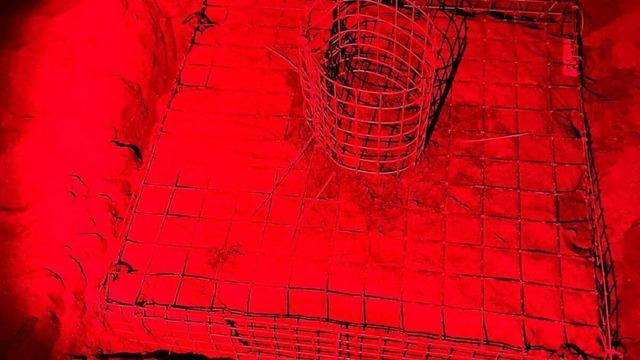 Dalyan'da sezonun ilk caretta caretta yuvası tespit edildi