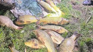 Eğirdir gölünde kaçak avcılık: 100 kilo sazan yeniden bırakıldı