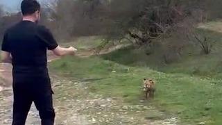 Yanına yaklaşan tilkiyi elleriyle besledi