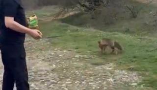 Yer: Bolu! Tilkinin kek yediği anlar kamerada