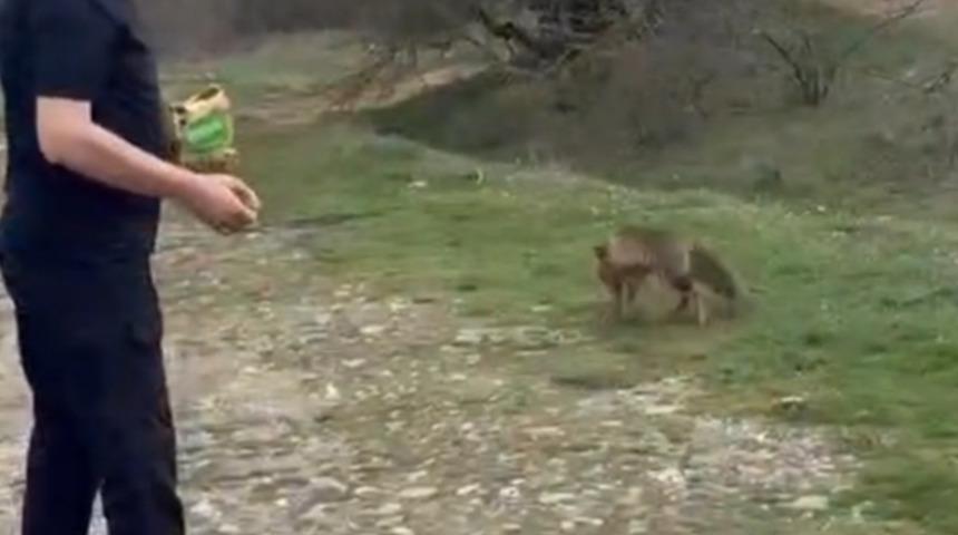 Yer: Bolu! Tilkinin kek yediği anlar kamerada