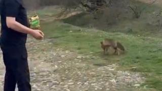 Yer: Bolu! Tilkinin kek yediği anlar kamerada