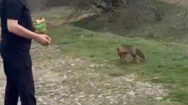 Yer: Bolu! Tilkinin kek yediği anlar kamerada