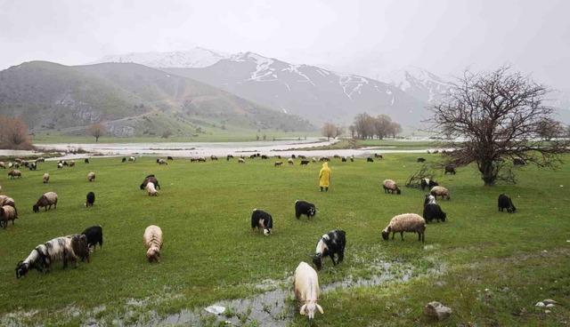 Bitlis&rsquo;te meralar yeşerdi, hayvanlar otlaklara &ccedil;ıktı 2