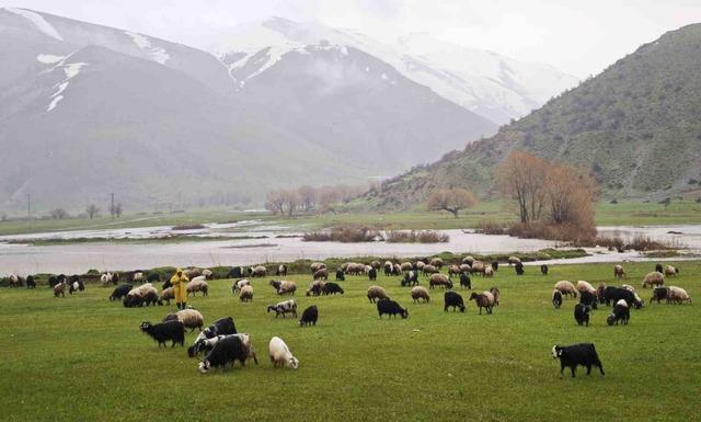 Bitlis&rsquo;te meralar yeşerdi, hayvanlar otlaklara &ccedil;ıktı 1
