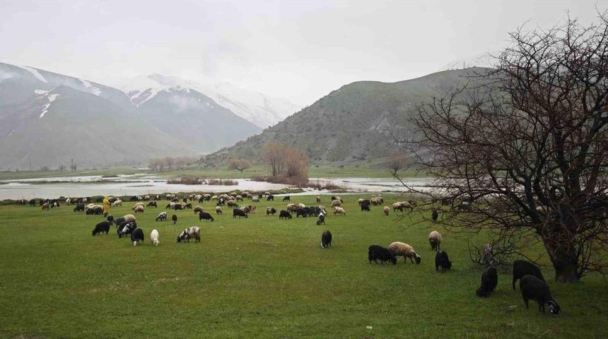 Bitlis&rsquo;te meralar yeşerdi, hayvanlar otlaklara &ccedil;ıktı