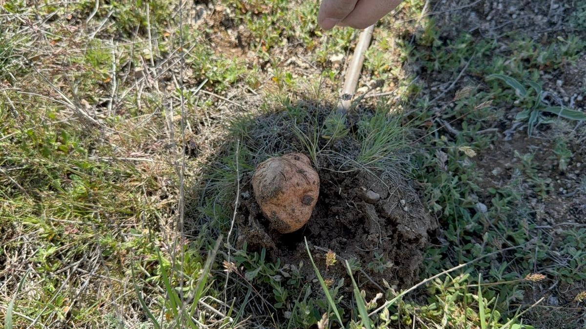  Altın bulsam bu kadar sevinmem  G&uuml;nde 3 kilo, kilosu 1500 TL 2