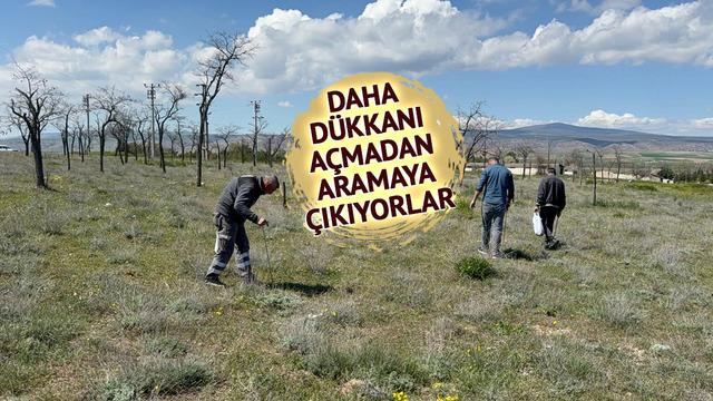 'Altın bulsam bu kadar sevinmem' Günde 3 kilo, kilosu 1500 TL