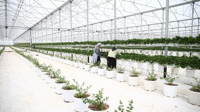 'Bir ilk' oldu: Şefler tercih ediyor, yurt dışından talep çok