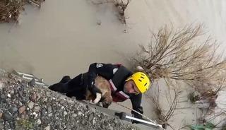 Batman &Ccedil;ayı&rsquo;nda adacıkta mahsur kalan k&ouml;pek kurtarıldı