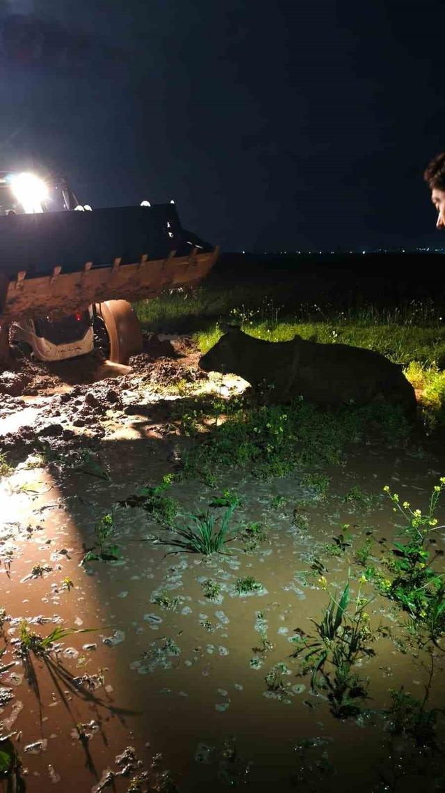 Çamura saplanan inek, itfaiye ekiplerince kurtarıldı 2