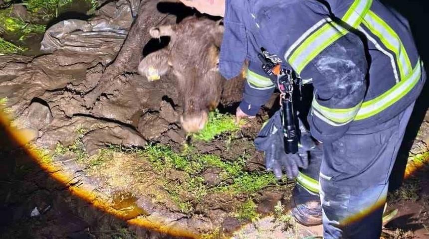 &Ccedil;amura saplanan inek, itfaiye ekiplerince kurtarıldı