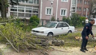 Beylikd&uuml;z&uuml;'nde şiddetli r&uuml;zgar nedeniyle ağa&ccedil; devrildi