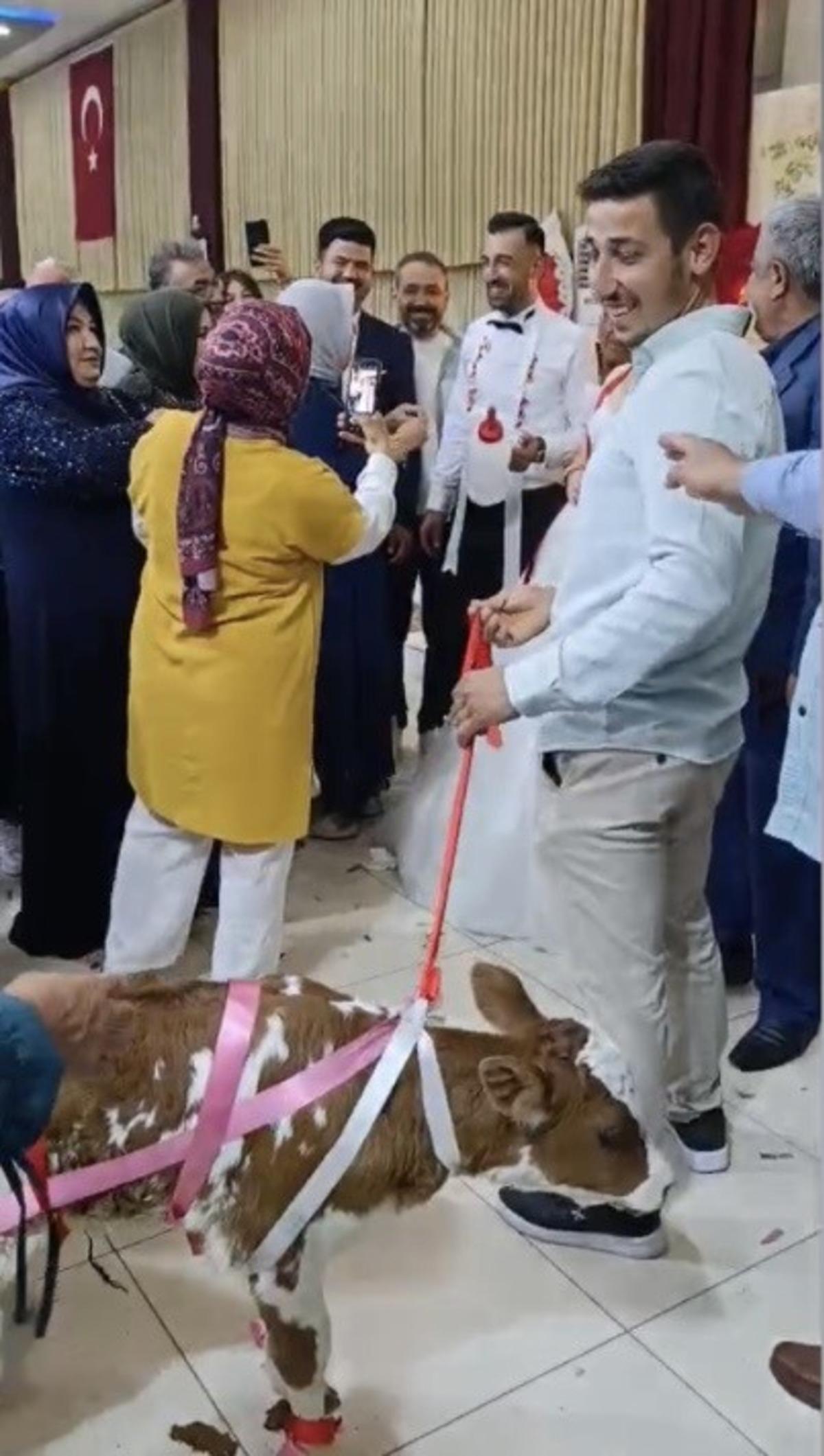 D&uuml;ğ&uuml;nde takılan en ilgin&ccedil; takı: S&uuml;sl&uuml; buzağı 1