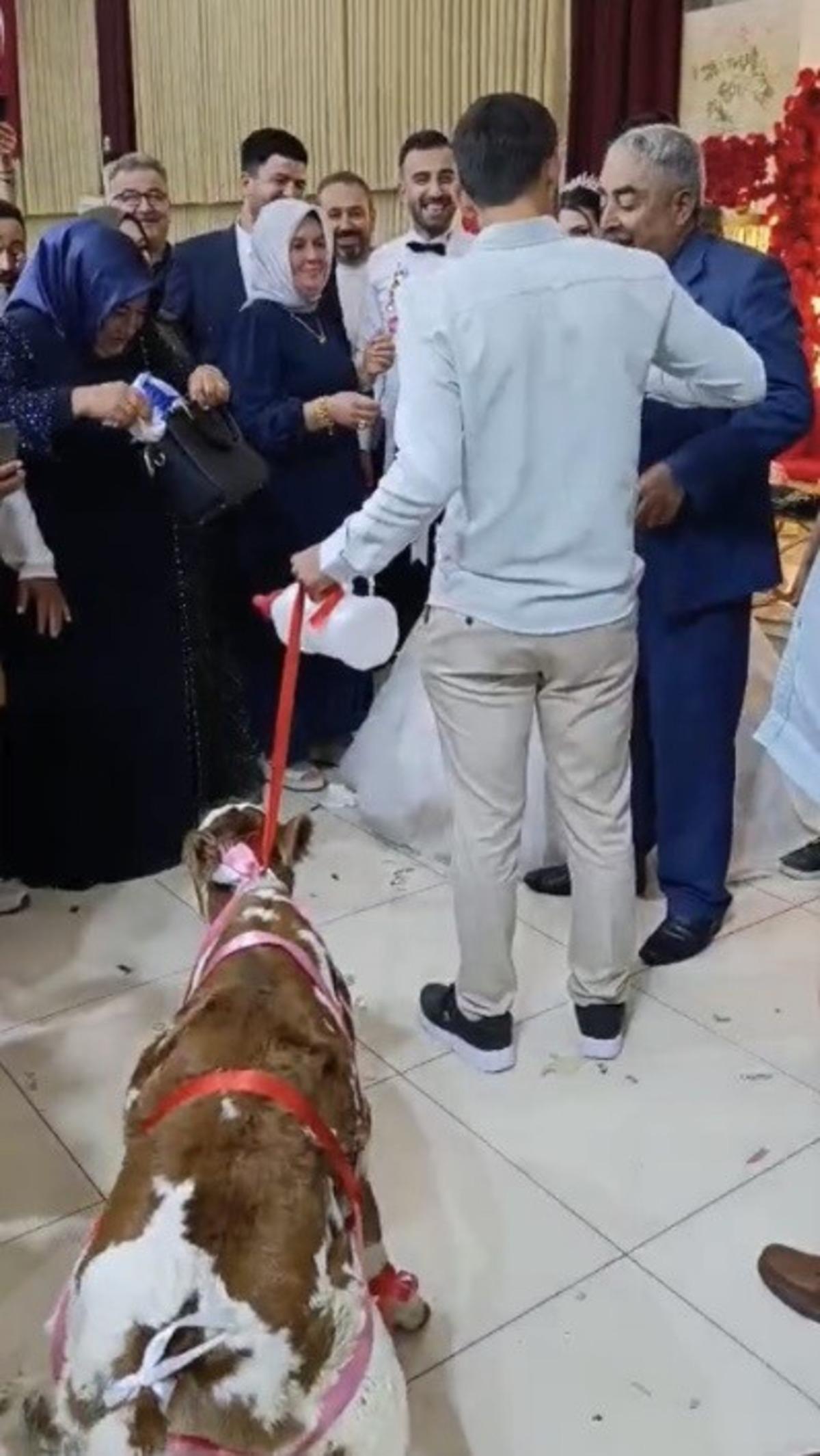 D&uuml;ğ&uuml;nde takılan en ilgin&ccedil; takı: S&uuml;sl&uuml; buzağı 2