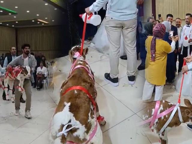 D&uuml;ğ&uuml;nde takılan en ilgin&ccedil; takı: S&uuml;sl&uuml; buzağı