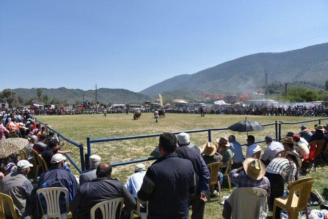 Boğalar Zeytin Spor için güreşti