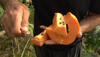 Kilosu 90 TL'ye kadar &ccedil;ıkıyor! Tropikal papaya meyvesinde hasat heyecanı