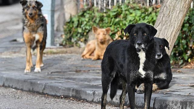 Vali Gül'den sahipsiz hayvanlar açıklaması: Sokaklarda sahipsiz tek bir köpek bulunmayacaktır