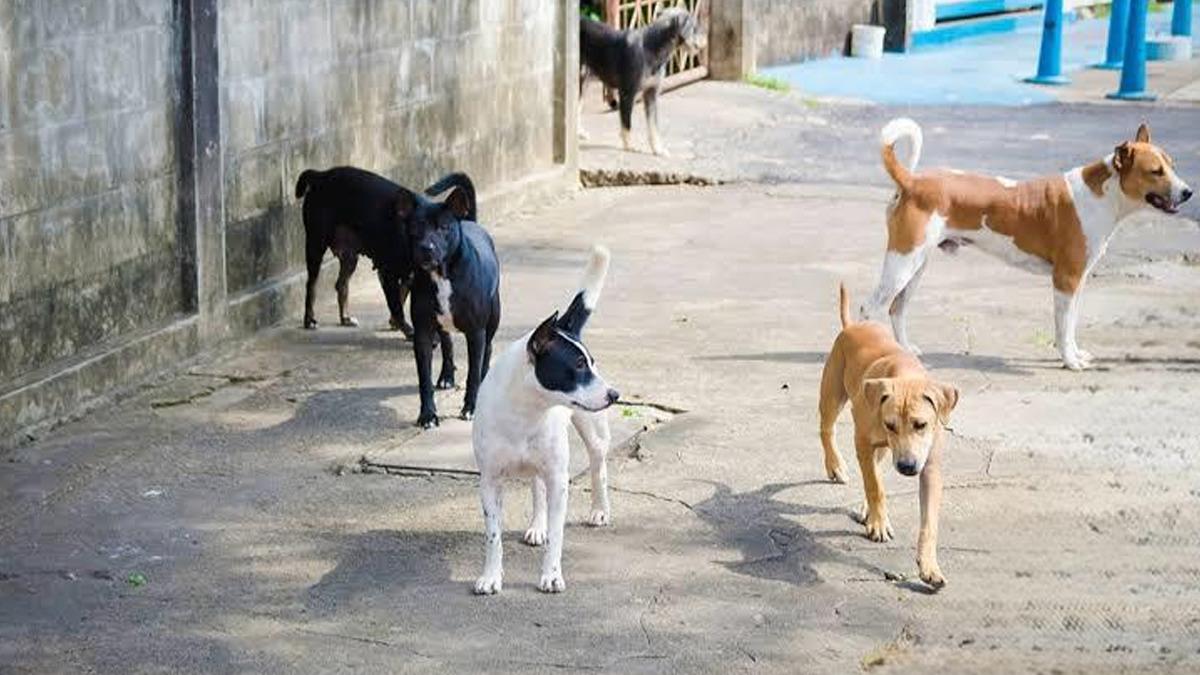 Vali G&uuml;l den sahipsiz hayvanlar a&ccedil;ıklaması: "Sokaklarda sahipsiz tek bir k&ouml;pek bulunmayacaktır" 2