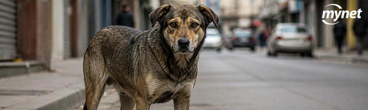 Sokaklarda sahipsiz k&ouml;pek bırakılmaması kararı hakkında ne d&uuml;ş&uuml;n&uuml;yorsunuz?